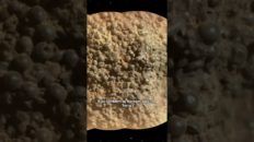 POSSÍVEIS INTERPRETAÇÕES das JABUTICABAS MARCIANAS