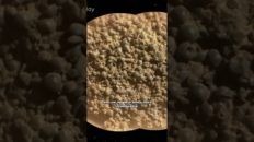 JABUTICABAS MARCIANAS!!!