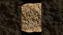 JABUTICABAS MARCIANAS!!!