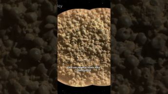 JABUTICABAS MARCIANAS!!!