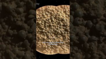 JABUTICABAS MARCIANAS!!!